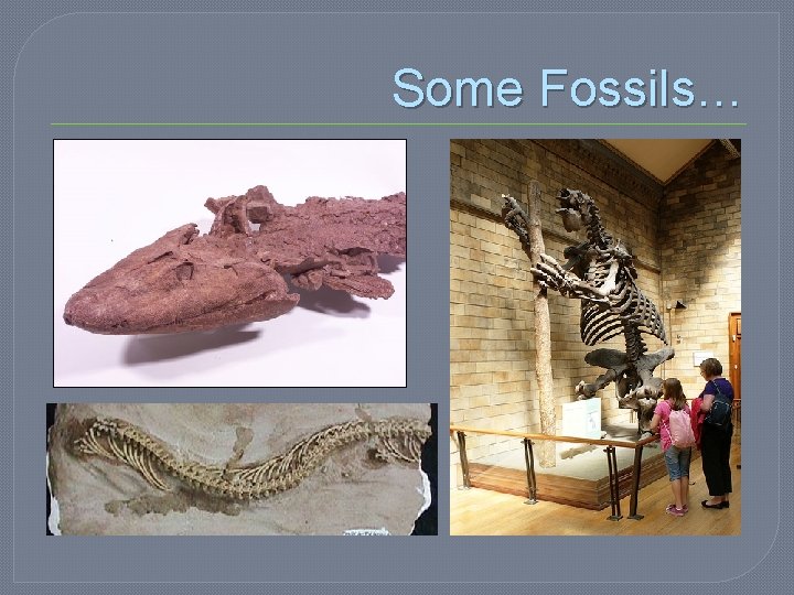 Some Fossils… 