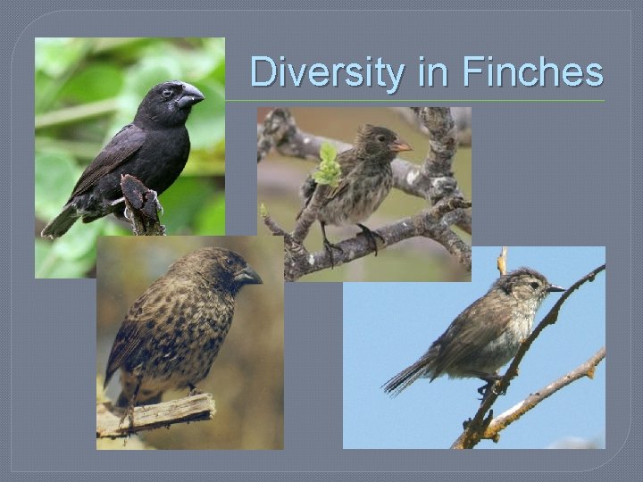 Diversity in Finches 
