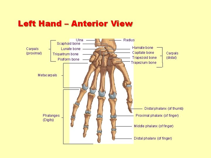 Left Hand – Anterior View Carpals (proximal) Ulna Scaphoid bone Lunate bone Triquetrum bone