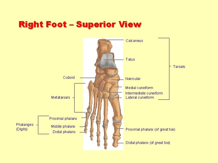 Right Foot – Superior View Calcaneus Talus Tarsals Cuboid Metatarsals Navicular Medial cuneiform Intermediate