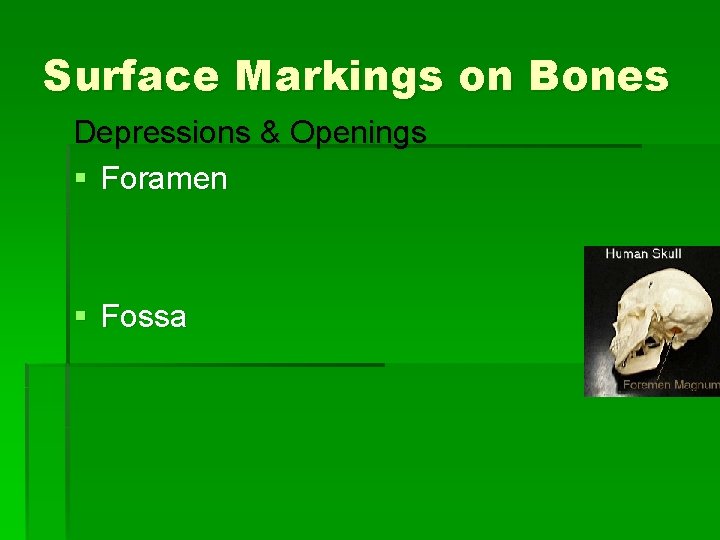 Surface Markings on Bones Depressions & Openings § Foramen § Fossa 