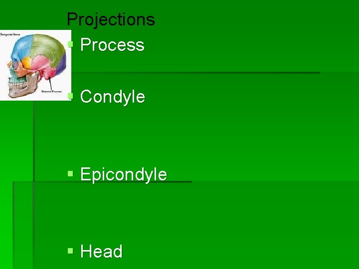Projections § Process § Condyle § Epicondyle § Head 