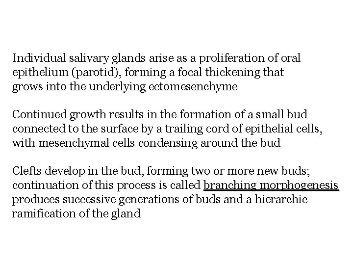 Individual salivary glands arise as a proliferation of oral epithelium (parotid), forming a focal