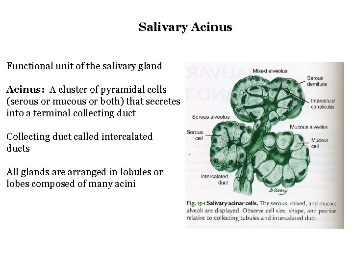 Salivary Acinus Functional unit of the salivary gland Acinus: A cluster of pyramidal cells