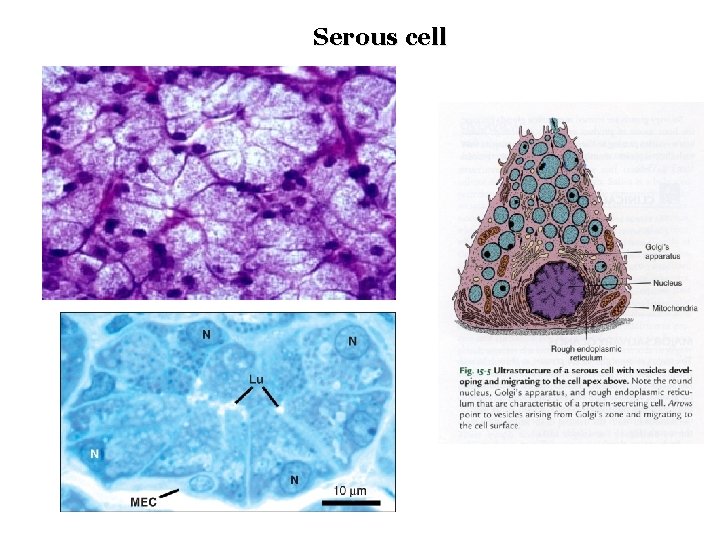 Serous cell 
