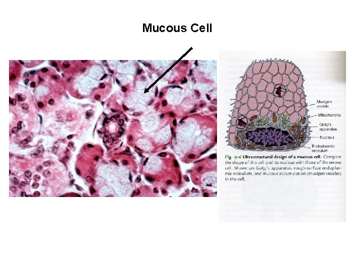 Mucous Cell 