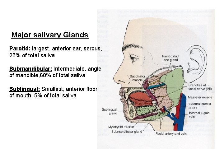 Major salivary Glands Parotid: largest, anterior ear, serous, 25% of total saliva Submandibular: Intermediate,