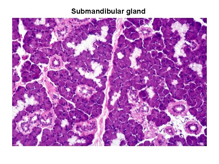 Submandibular gland 