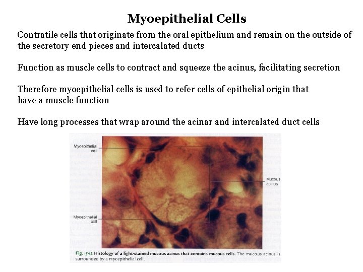 Myoepithelial Cells Contratile cells that originate from the oral epithelium and remain on the