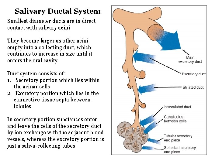 Salivary Ductal System Smallest diameter ducts are in direct contact with salivary acini They