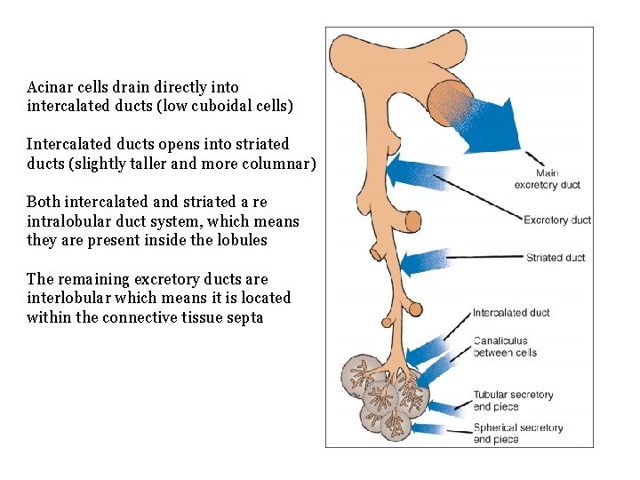 Acinar cells drain directly into intercalated ducts (low cuboidal cells) Intercalated ducts opens into