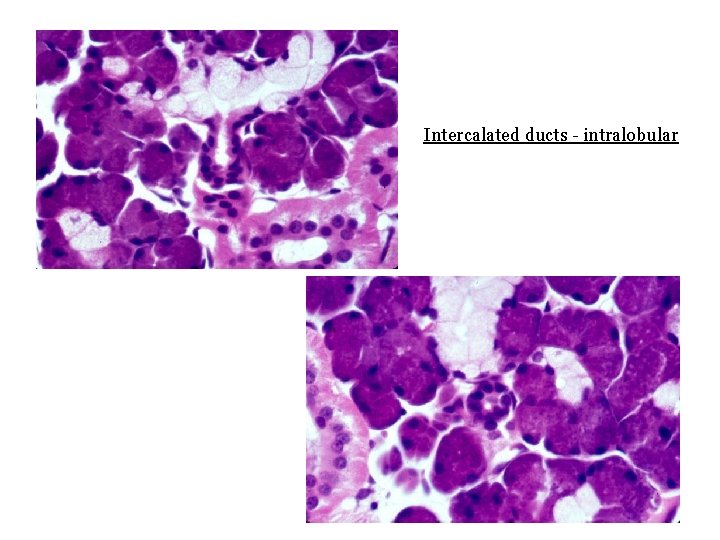 Intercalated ducts - intralobular 