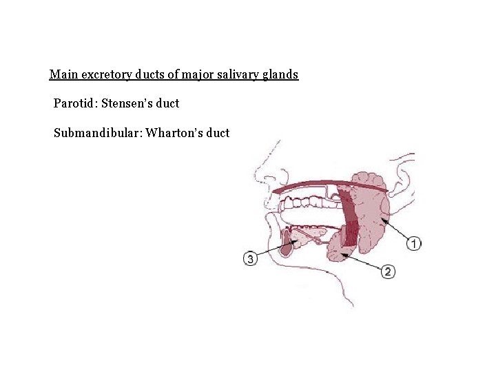 Main excretory ducts of major salivary glands Parotid: Stensen’s duct Submandibular: Wharton’s duct 