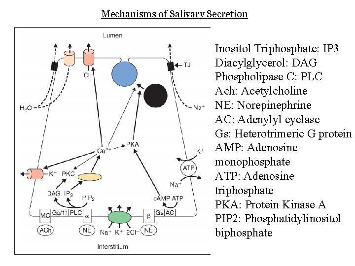 Mechanisms of Salivary Secretion Inositol Triphosphate: IP 3 Diacylglycerol: DAG Phospholipase C: PLC Ach: