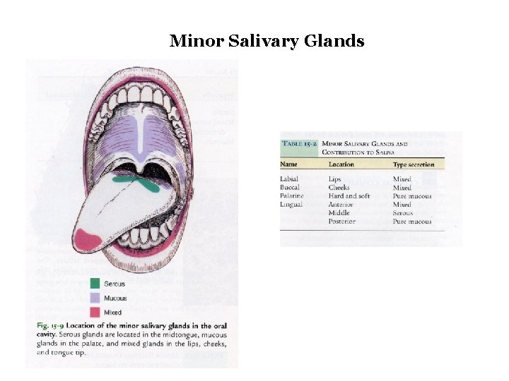 Minor Salivary Glands 