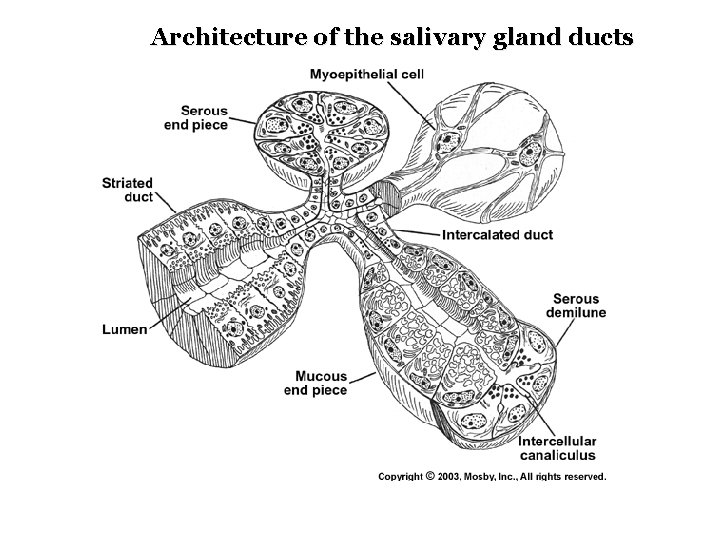 Architecture of the salivary gland ducts 