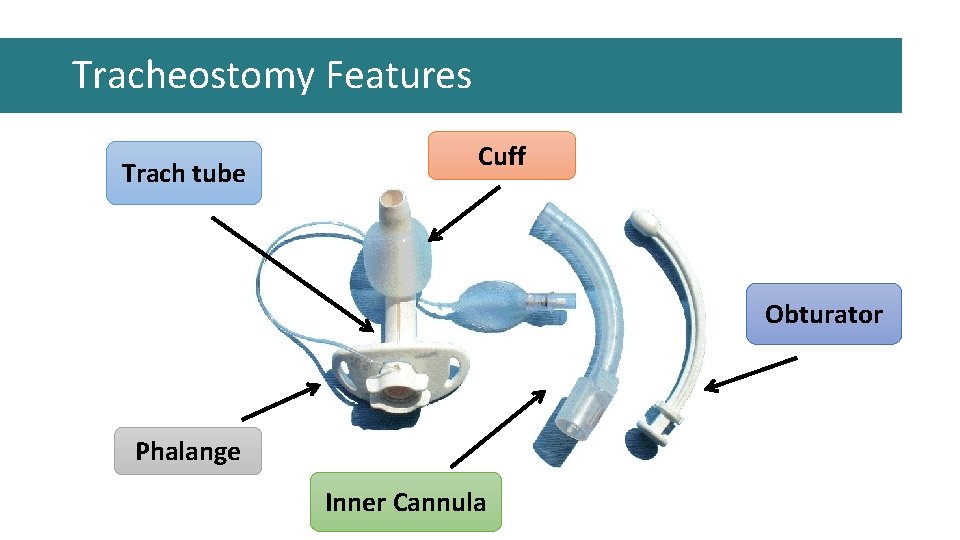 Tracheostomy Features Trach tube Cuff Obturator Phalange Inner Cannula Tracheostomy Features Trach tube Cuff Obturator Phalange Inner Cannula