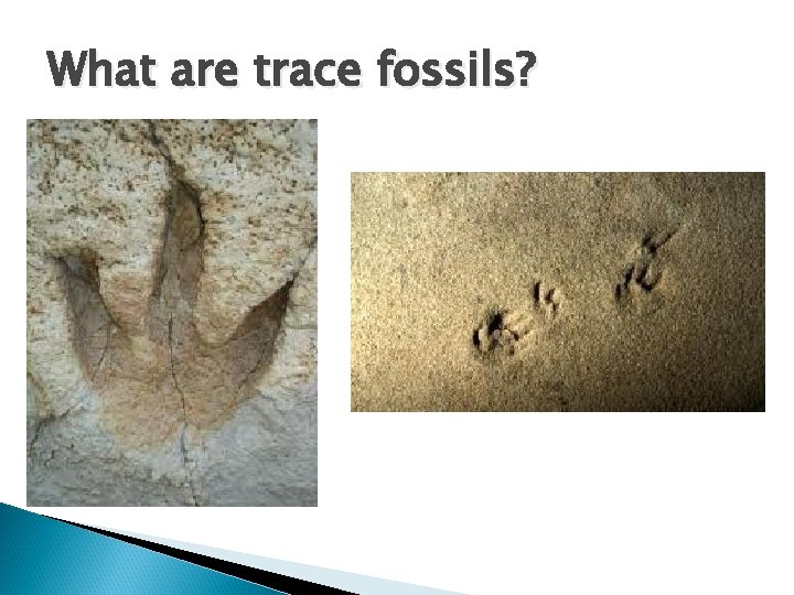 What are trace fossils? 