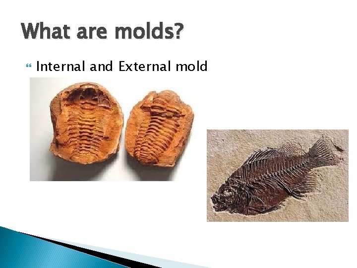 What are molds? Internal and External mold 
