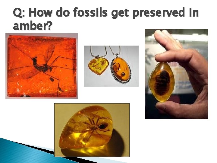 Q: How do fossils get preserved in amber? 