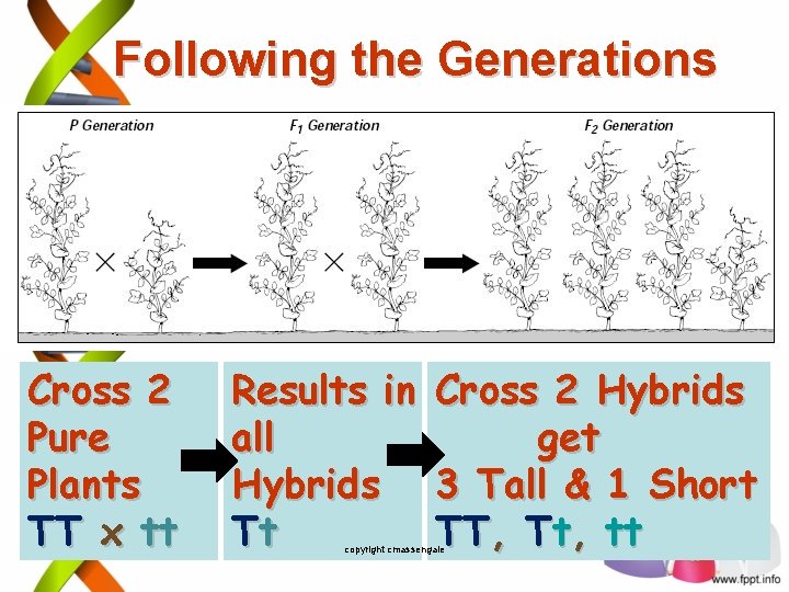 Following the Generations Cross 2 Pure Plants TT x tt Results in all Hybrids