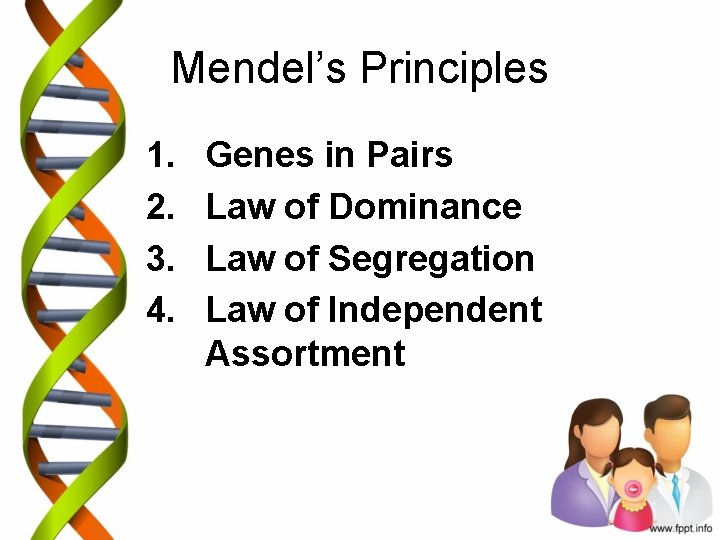 Mendel’s Principles 1. 2. 3. 4. Genes in Pairs Law of Dominance Law of