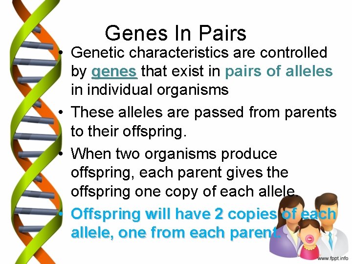 Genes In Pairs • Genetic characteristics are controlled by genes that exist in pairs