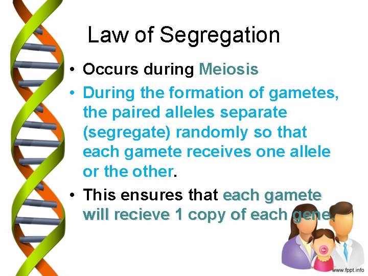 Law of Segregation • Occurs during Meiosis • During the formation of gametes, the