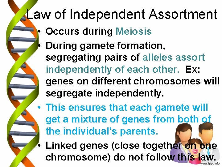 Law of Independent Assortment • Occurs during Meiosis • During gamete formation, segregating pairs