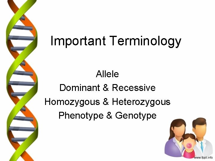 Important Terminology Allele Dominant & Recessive Homozygous & Heterozygous Phenotype & Genotype 