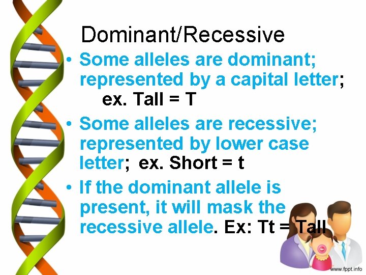 Dominant/Recessive • Some alleles are dominant; represented by a capital letter; ex. Tall =