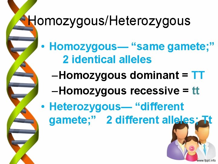 Homozygous/Heterozygous • Homozygous— “same gamete; ” 2 identical alleles – Homozygous dominant = TT