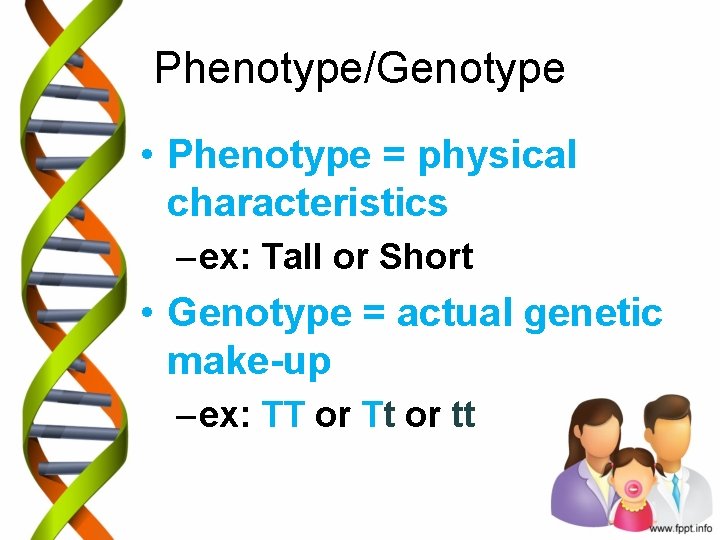 Phenotype/Genotype • Phenotype = physical characteristics – ex: Tall or Short • Genotype =