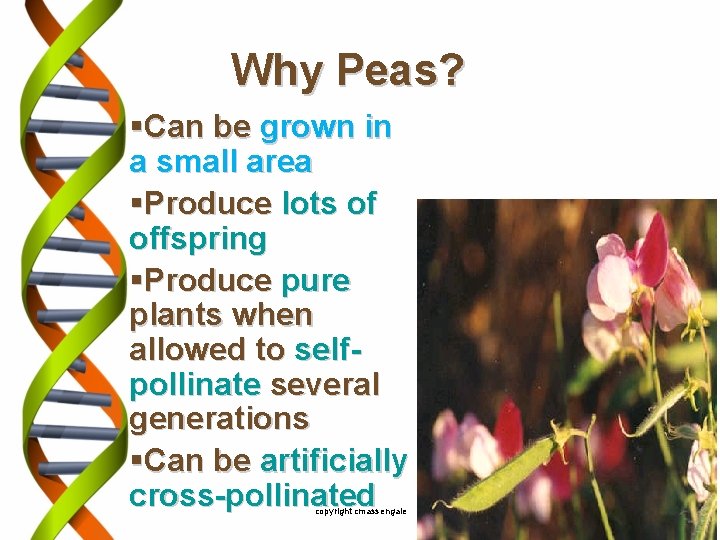 Why Peas? §Can be grown in a small area §Produce lots of offspring §Produce