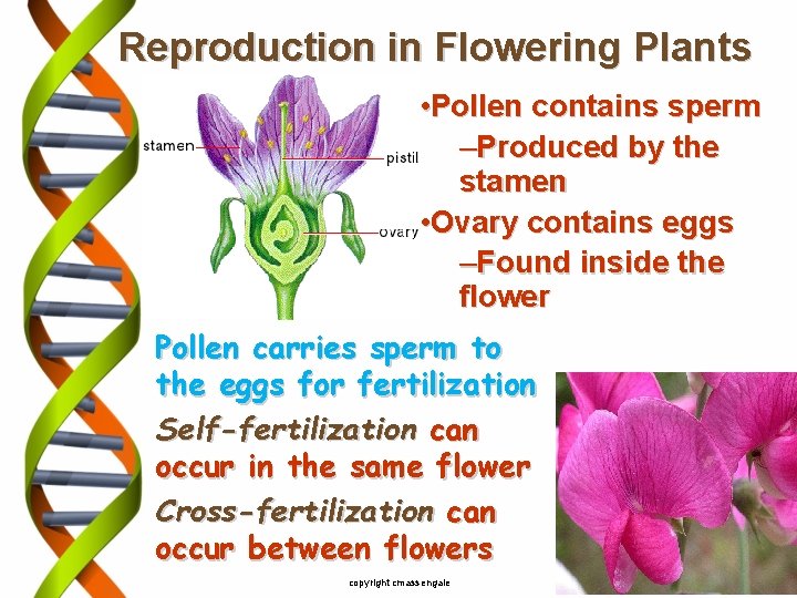 Reproduction in Flowering Plants • Pollen contains sperm –Produced by the stamen • Ovary