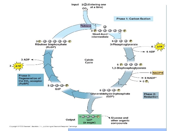 Calvin Cycle = series of 6. 2 Photosynthesis chemical reactions in which is pp.