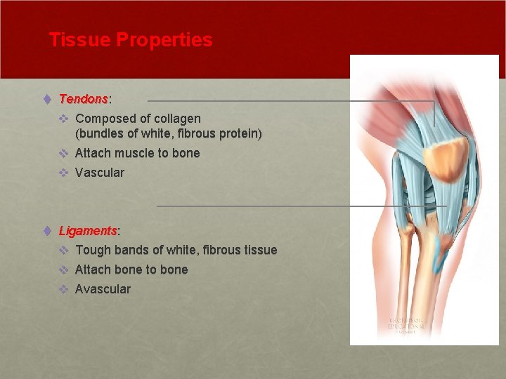 Tissue Properties t Tendons: v Composed of collagen (bundles of white, fibrous protein) v