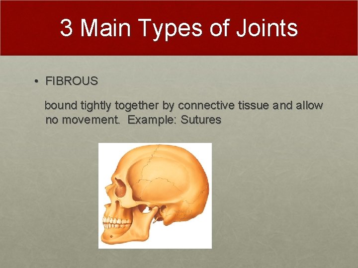 3 Main Types of Joints • FIBROUS bound tightly together by connective tissue and