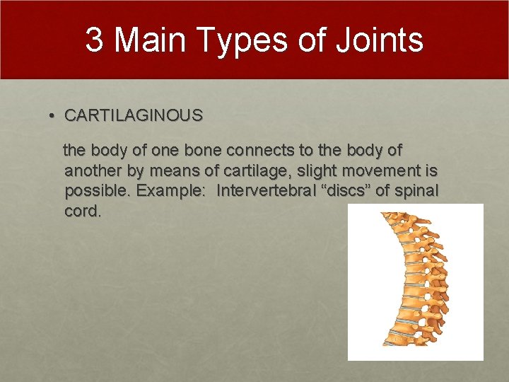 3 Main Types of Joints • CARTILAGINOUS the body of one bone connects to