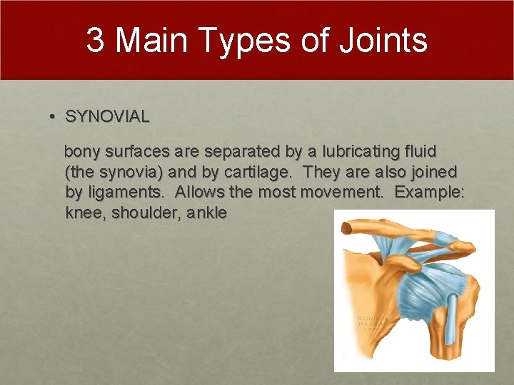 3 Main Types of Joints • SYNOVIAL bony surfaces are separated by a lubricating
