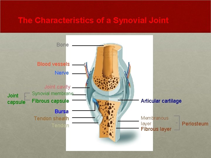 The Characteristics of a Synovial Joint Bone Blood vessels Nerve Joint cavity Joint capsule