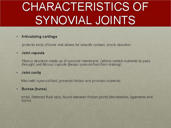 CHARACTERISTICS OF SYNOVIAL JOINTS • Articulating cartilage protects ends of bone and allows for