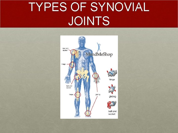 TYPES OF SYNOVIAL JOINTS 