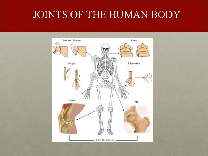 JOINTS OF THE HUMAN BODY 