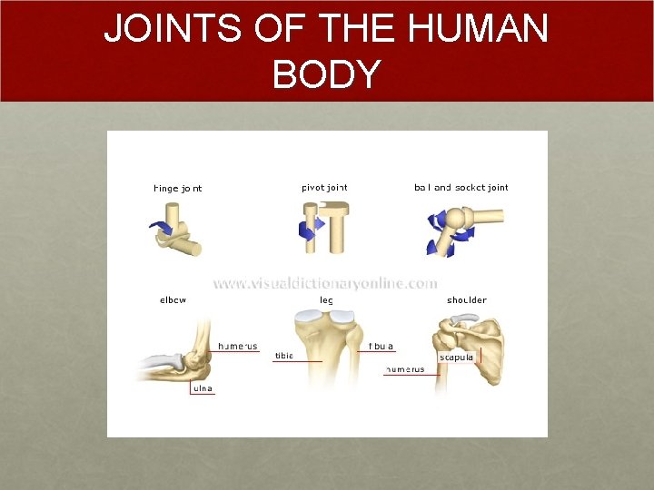 JOINTS OF THE HUMAN BODY 