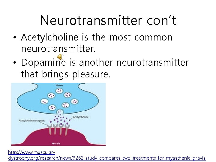 Neurotransmitter con’t • Acetylcholine is the most common neurotransmitter. • Dopamine is another neurotransmitter