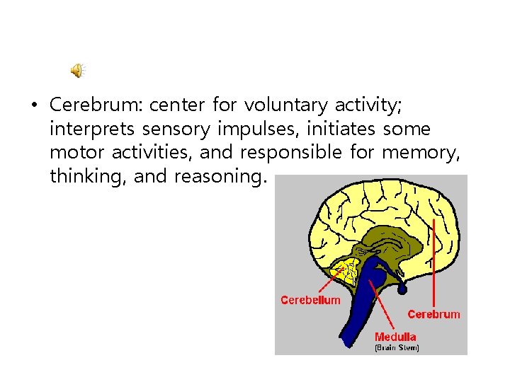  • Cerebrum: center for voluntary activity; interprets sensory impulses, initiates some motor activities,