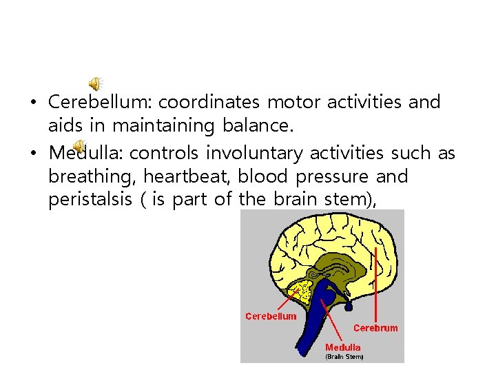  • Cerebellum: coordinates motor activities and aids in maintaining balance. • Medulla: controls