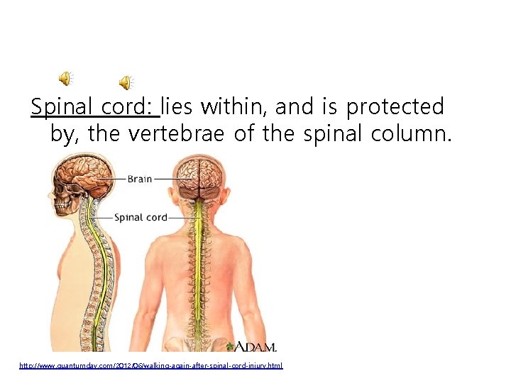Spinal cord: lies within, and is protected by, the vertebrae of the spinal column.