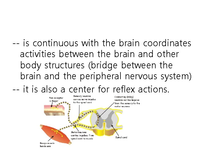 -- is continuous with the brain coordinates activities between the brain and other body